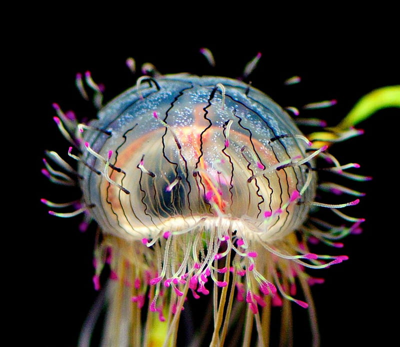 Amazing Jellyfish, colorful, amazing, bonito, fish, colors, aquatic, tentacles, water, jellyfish, pink, blue, HD wallpaper