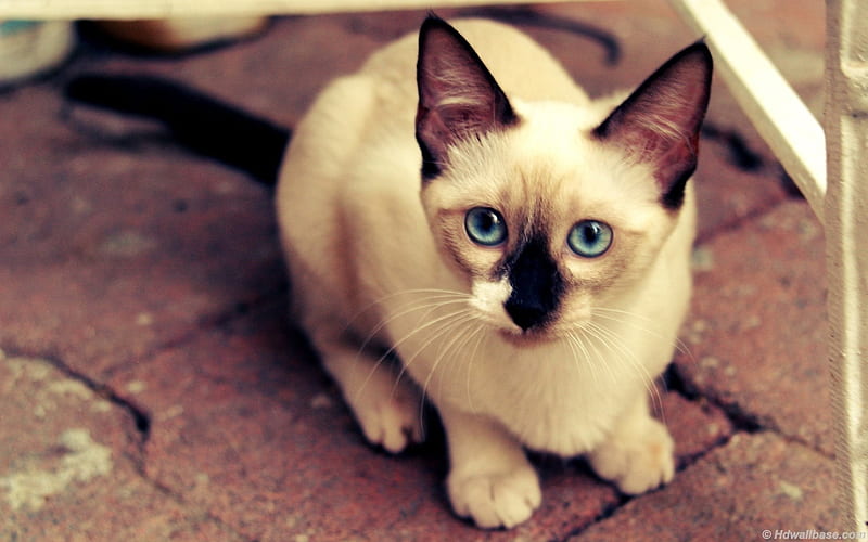 blue eyes siamese cat-Animal, HD wallpaper