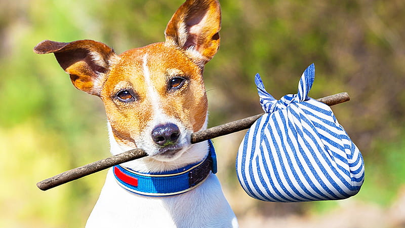 Homeless, jack russell terrier, caine, funny, white, dog, animal, blue, HD wallpaper