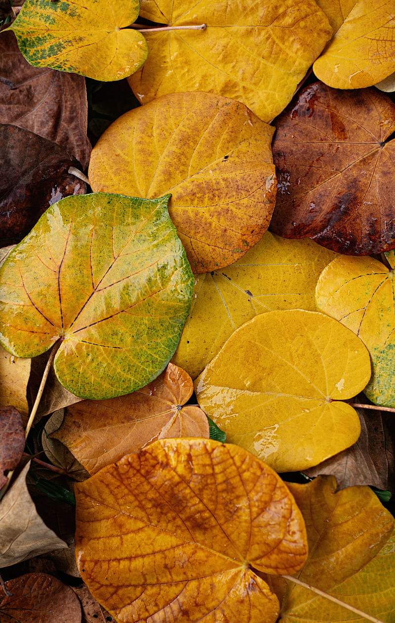 green and brown leaves on brown dried leaves, HD phone wallpaper