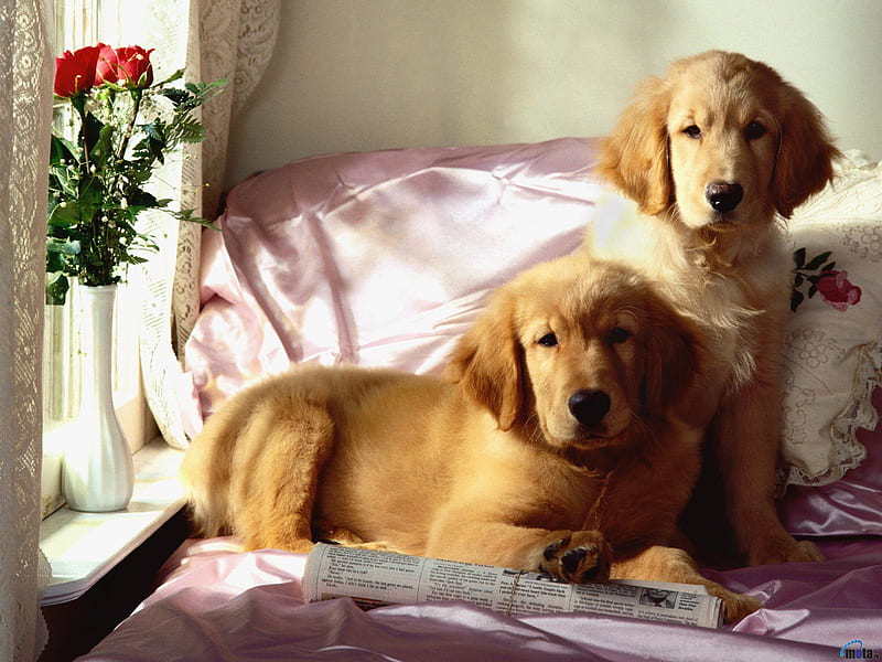 Lazy Days for Dogs, flowers, vase, gogs, puppy, animal, HD wallpaper