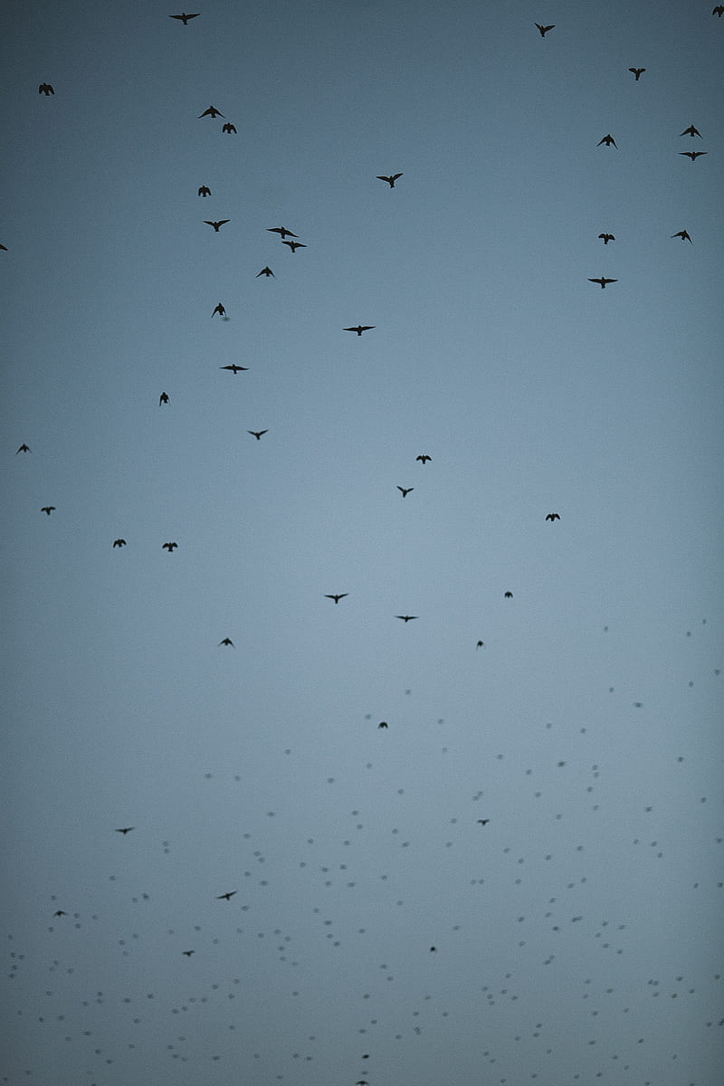 Flock of birds flying in gray sky, HD phone wallpaper
