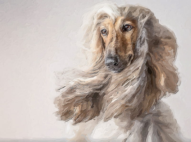Dog, art, afghan, wind, painting, pictura, HD wallpaper