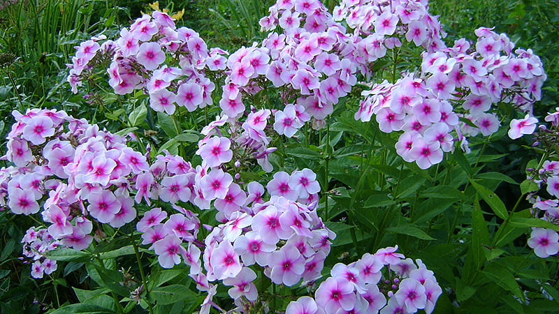 White Pink Phlox Flowers Green Leaves Plants Field Flowers, HD wallpaper