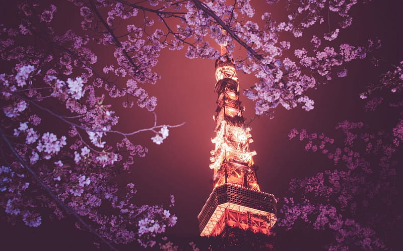 Tokyo Tower, sakura, japanese, cherry blossom, tree, japan, tokyo, tower, flowers, night, HD wallpaper