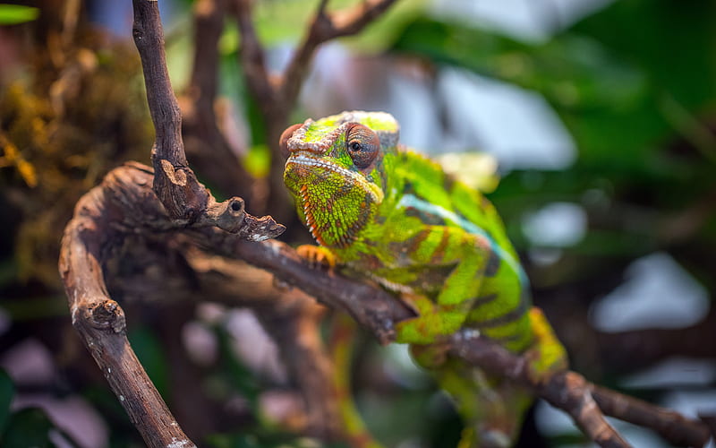chameleon lizards, close-up, wildlife, Chamaeleonidae, HD wallpaper