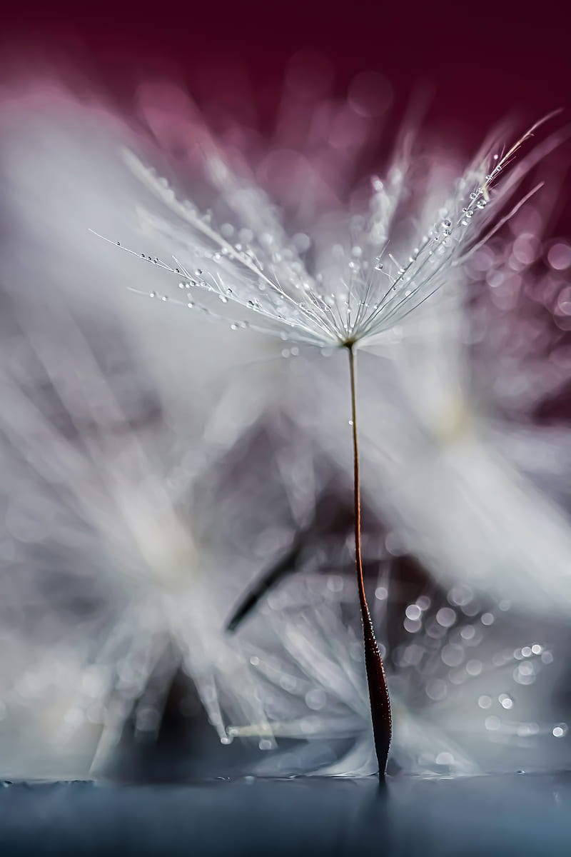 dandelion, drops, wet, macro, HD phone wallpaper