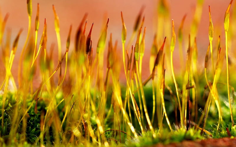 sprouts shoots-Macro graphy, HD wallpaper