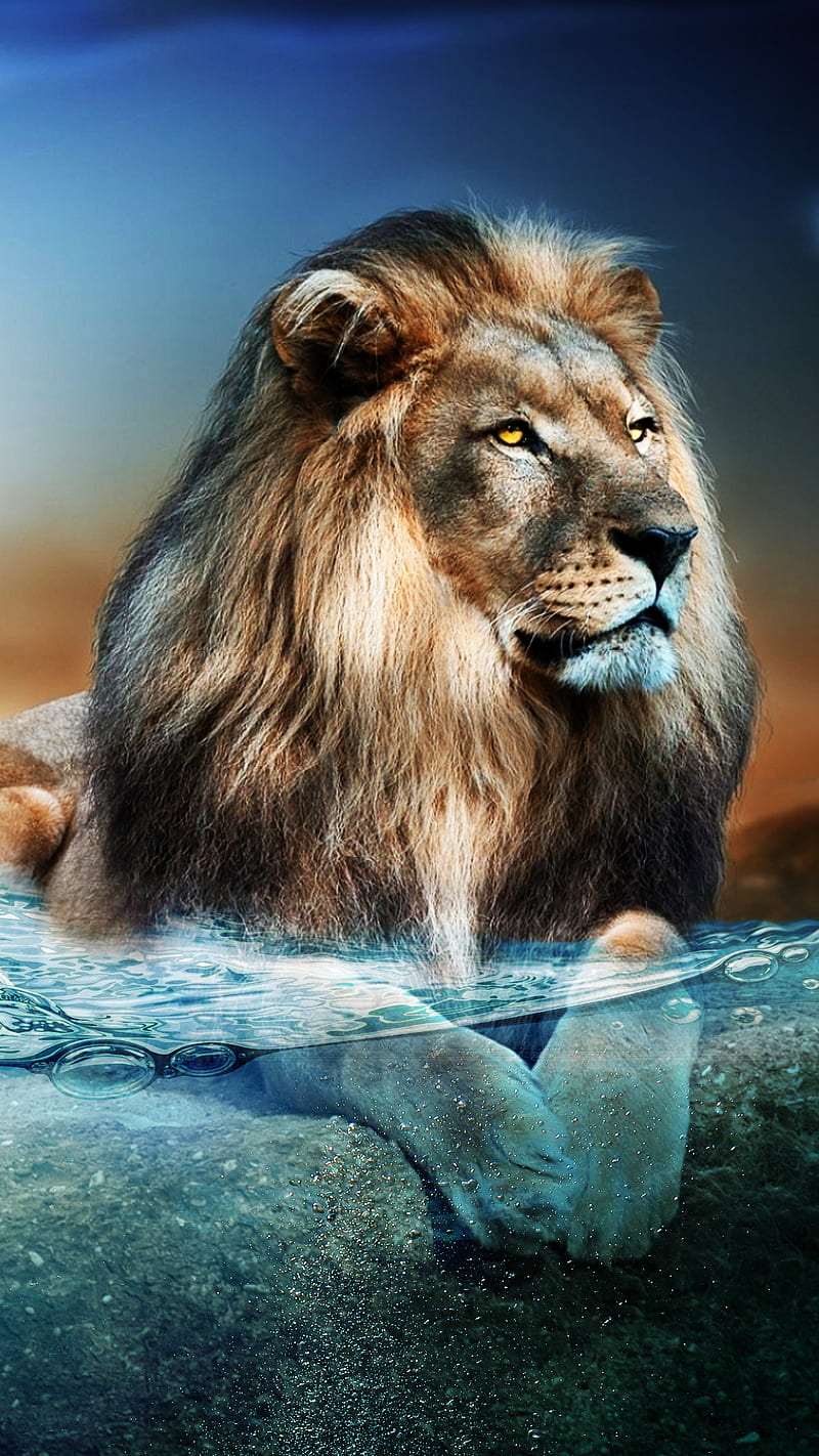 King black lion lions HD phone wallpaper  Peakpx