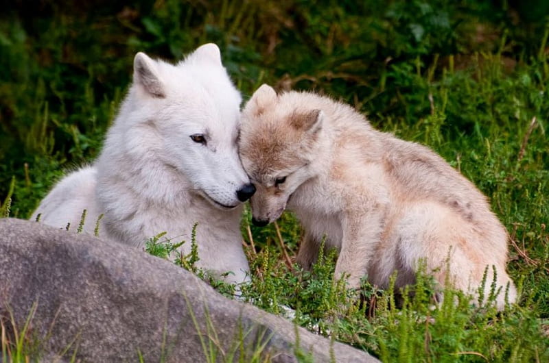 Maternal Love, nature, Wolf, Mother, Maternellove, animals, Child, Wolves, HD wallpaper