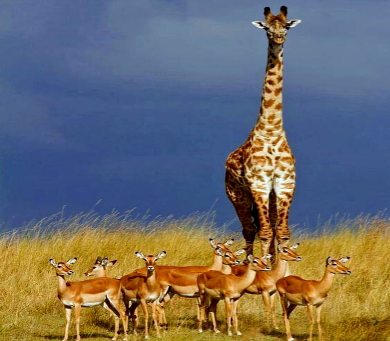 Impala, On IUCN RED List, Africa, Giraffes, Animals, HD wallpaper