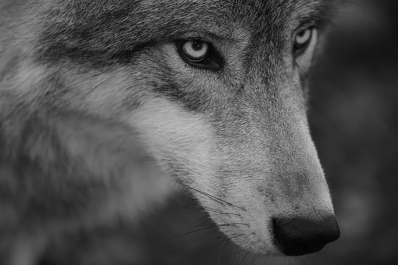 Lobo, peso corporal, ojo, lup, negro, blanco, animal, Fondo de pantalla HD  | Peakpx