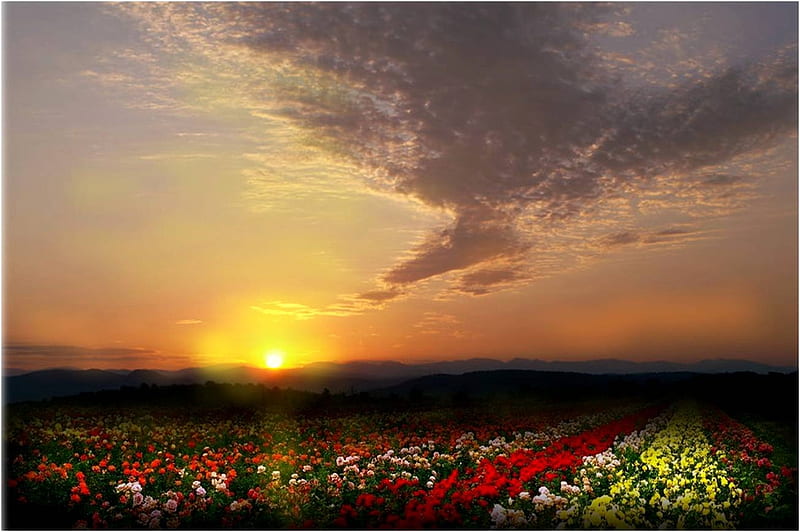 Campo de flores, sol, color, ocaso, vista, HD wallpaper