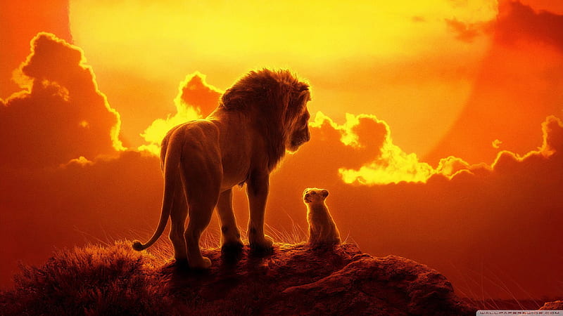 Lion teach lion, sky, sun, HD wallpaper
