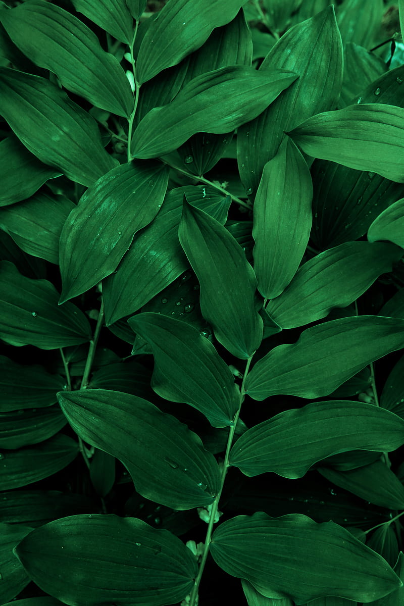 Green Genes, leaves, leaf, plant, nature, flower, HD phone wallpaper
