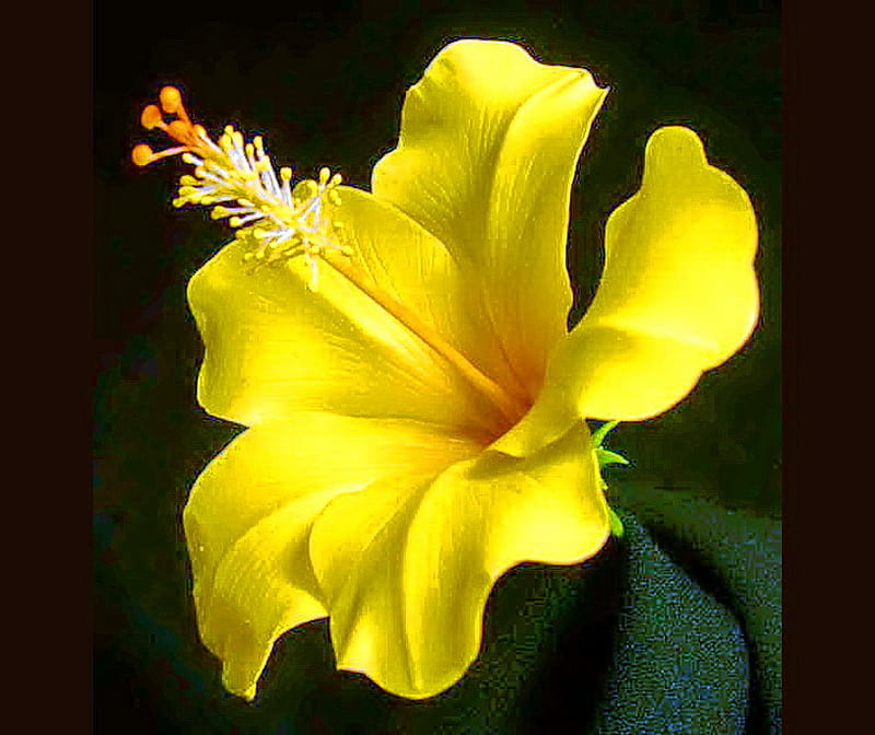 Sunny hibiscus, green, hibiscus, flower, black, yellow, HD wallpaper
