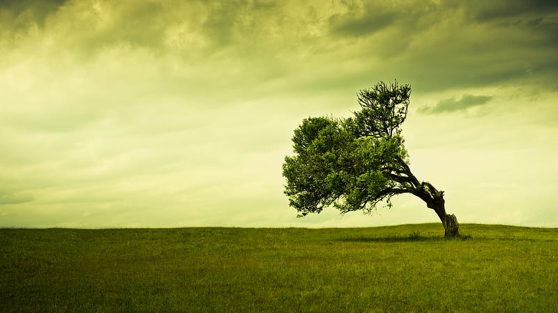 Lonely tree, grass, wind, lonely, clouds, tree, nice, epic, cool, green, awesome, nature, field, HD wallpaper