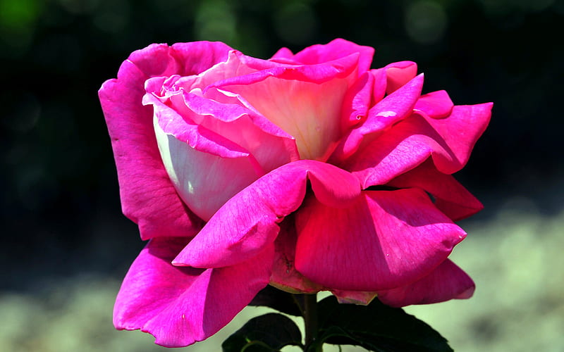 Rosa rosa amante corazones de dn, grafía, encantador, rosa, flor