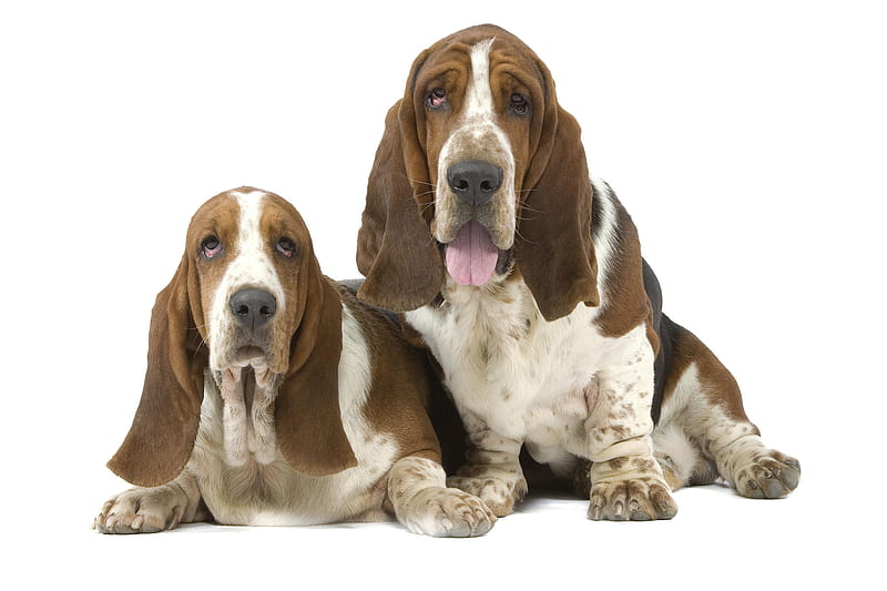 Basset hounds, cute, basset hound, animals, dogs, HD wallpaper