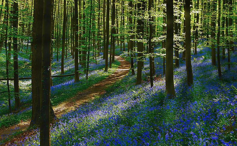 Path Forest, Bluebells, Spring Ultra, Nature, Forests, Landscape, Spring, Flowers, Trees, Forest, Woods, Bluebells, Path, Belgium, HD wallpaper