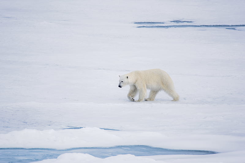 polar bear, bear, predator, ice, snow, HD wallpaper