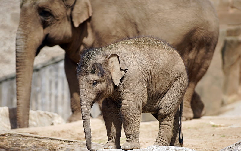 Elephants, elephant, africa, wildlife, little elephant, HD wallpaper ...