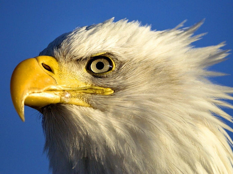 Bald Eagle, bird of prey, bird, large, eagle, beak, bald, feathers, HD wallpaper