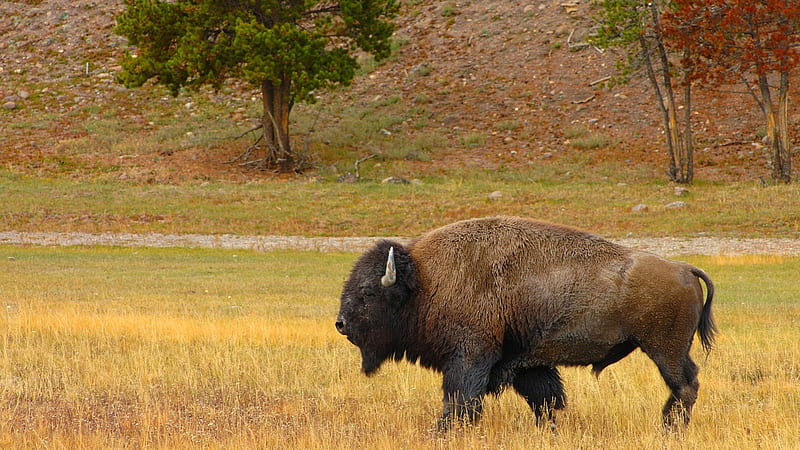 Buffalo Bison, bison, prairies, buffalo, wildlife, animals, HD wallpaper