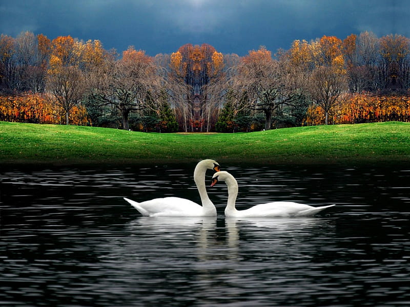 Swan Lake, autumn leaves, trees, lake, swans, grassy bankd, HD wallpaper
