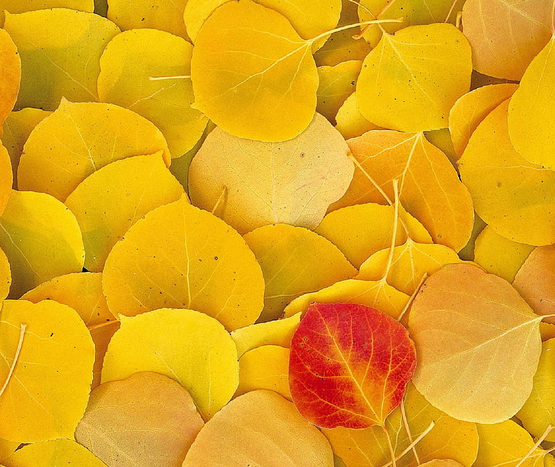 Aspen Leaves Eastern, aspen leaves, eastern sierra, nature, HD wallpaper