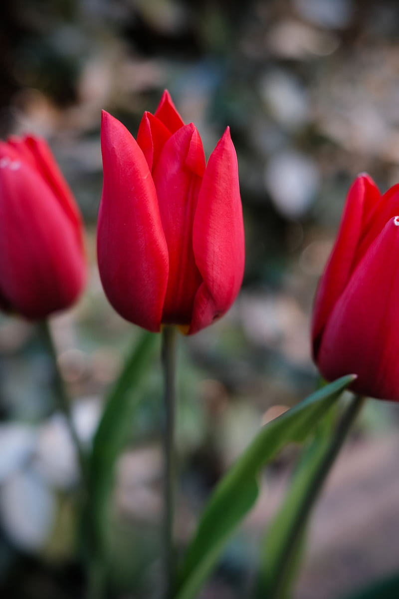 tulips, flowers, plant, red, HD phone wallpaper