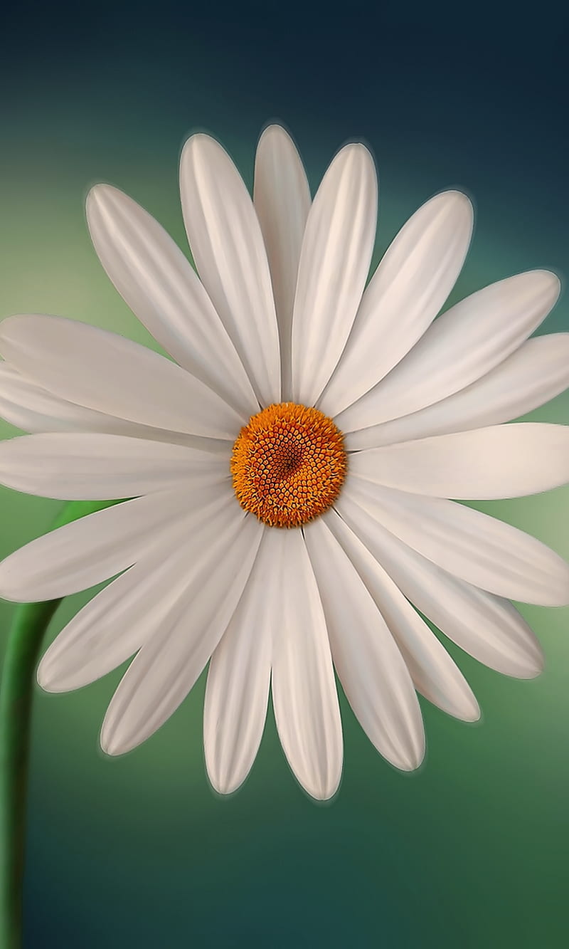 Daisy No1, cool, daisy, druffix, flower, flowers, galaxy, green, love, nature, summer, HD phone wallpaper