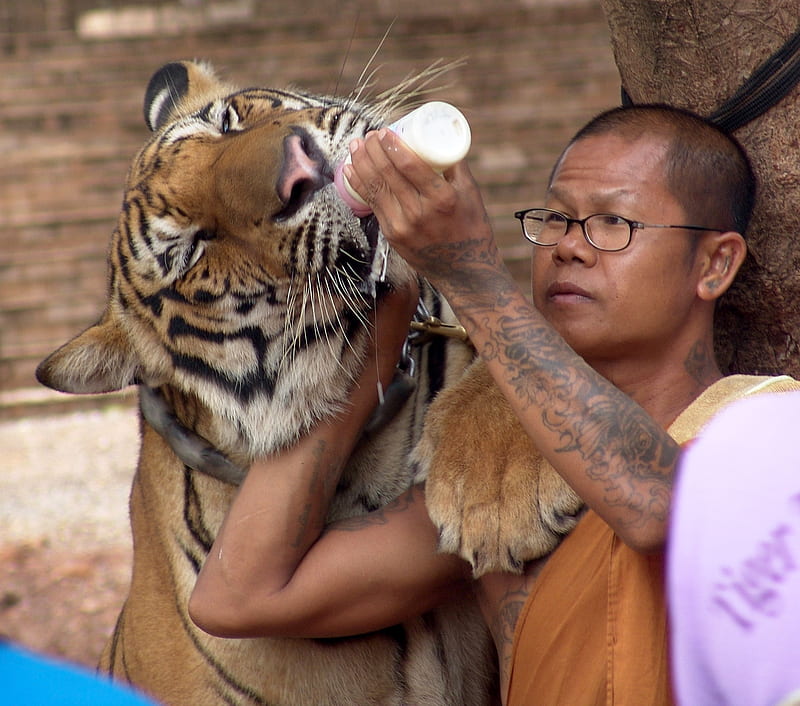 Monk and Tiger, monk, feeding, temple tattoo, paw, peace, tiger, milk, HD wallpaper