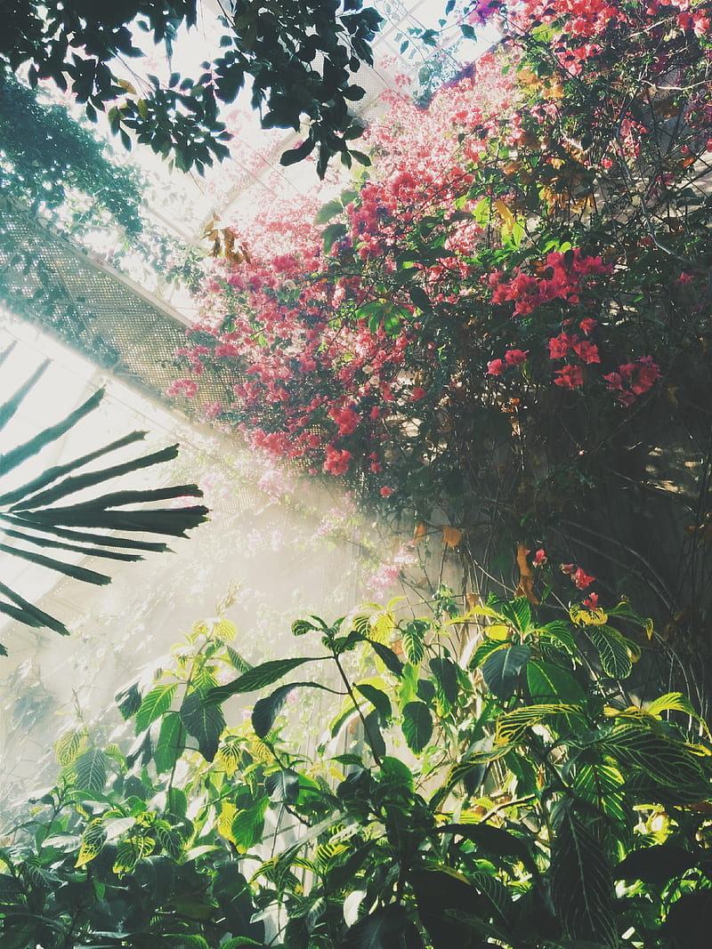 plants, garden, flowers, HD phone wallpaper