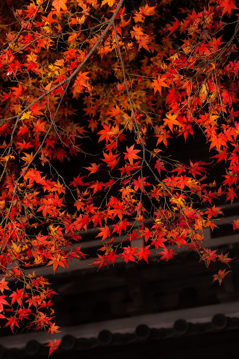 branch, leaves, maple, tree, autumn, HD phone wallpaper