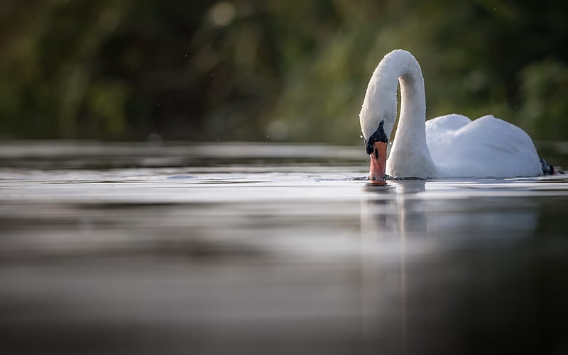 white swan, lake, beautiful bird, water, birds, swans, HD wallpaper