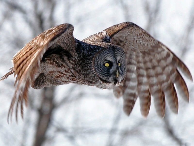 *** Owl in flight ***, zwierzeta, sowa, lot, ptaki, HD wallpaper
