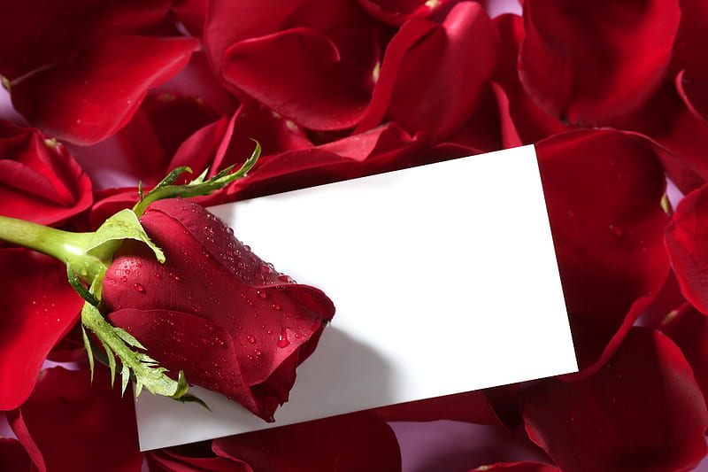 Rose And Petals, with love, red roses, red, pretty, wet, rose, bonito, drops, red rose, graphy, letter for love, pedals, flowers, beauty, for you, valentines day, lovely, romantic, romance, roses, rose petals, nature, petals, HD wallpaper