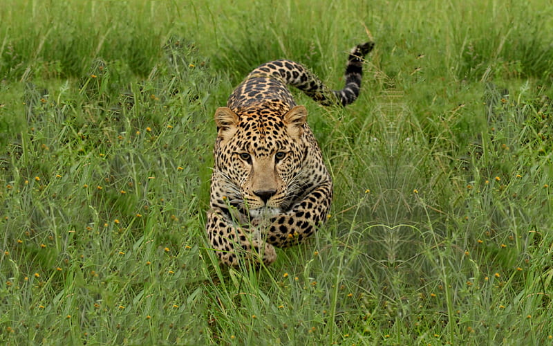Charging Leopard, leopard, pretty, big cat, grass, animal, predator, spots, wild, running, gorgeous, fast, HD wallpaper
