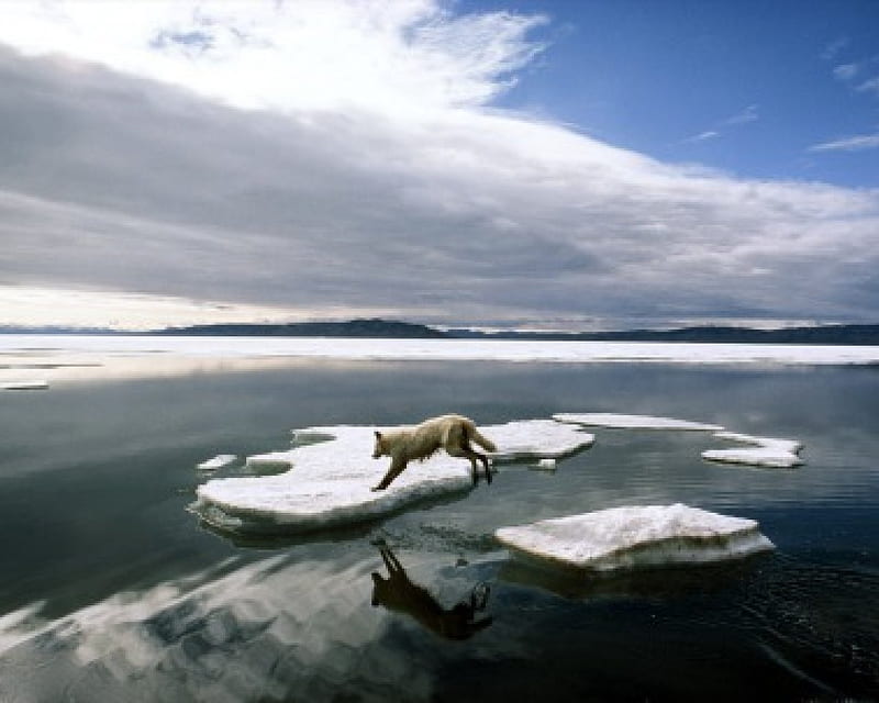 Arctic Wolf Leaping, Canada, wolf, artic, leaps, HD wallpaper