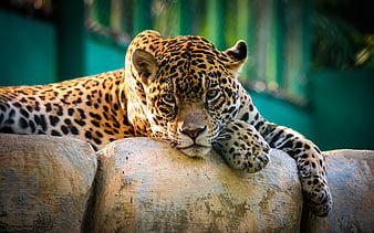Jaguar Mexico Cheetah, animals, cheetah, HD wallpaper