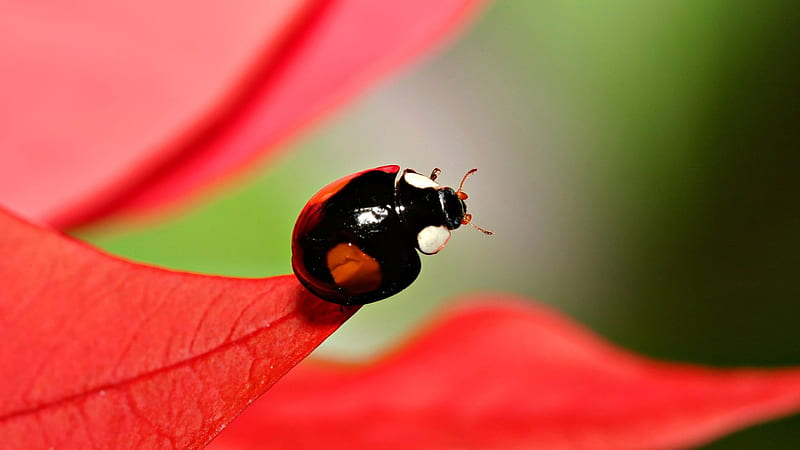 Beetle macro, red, graph, beetle, spring, wall, leaf, leaves, close up, macro, flower, lady bug, colour, HD wallpaper