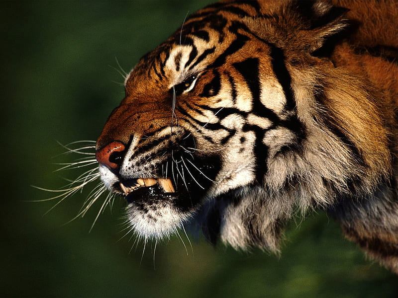 Angry Tiger, woods, tiger, big cats, anger animal, HD wallpaper