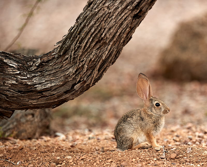 rabbit, hare, ears, fluffy, tree, HD wallpaper
