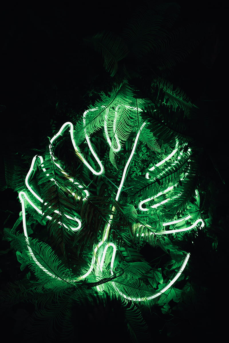 leaf, neon, fern, light, green, HD phone wallpaper