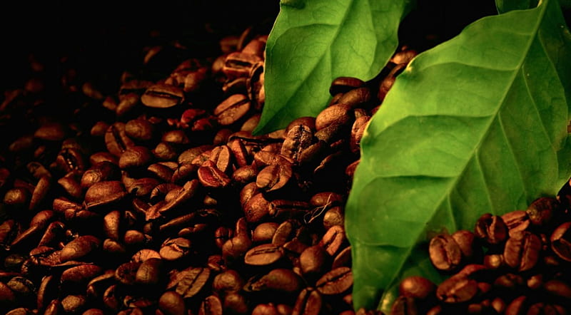Roasted Coffee Beans, coffee, beans, coffee beans, coffee bean, HD wallpaper