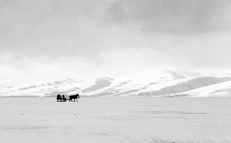 three horses on snow covered field during daytime, HD wallpaper