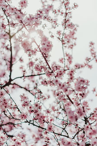 Flowers, branches, nature, pink, spring, view, HD phone wallpaper | Peakpx
