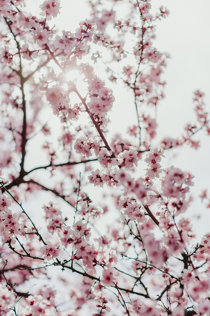sakura, flowers, branches, flowering, spring, HD phone wallpaper