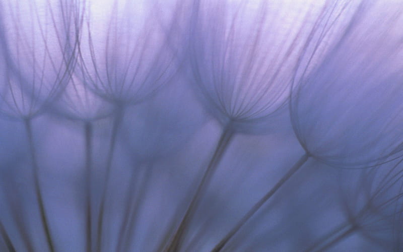 Dandelion Spores in violet Light, dandelion, spores, flower, violet, spore, pusteblume, HD wallpaper